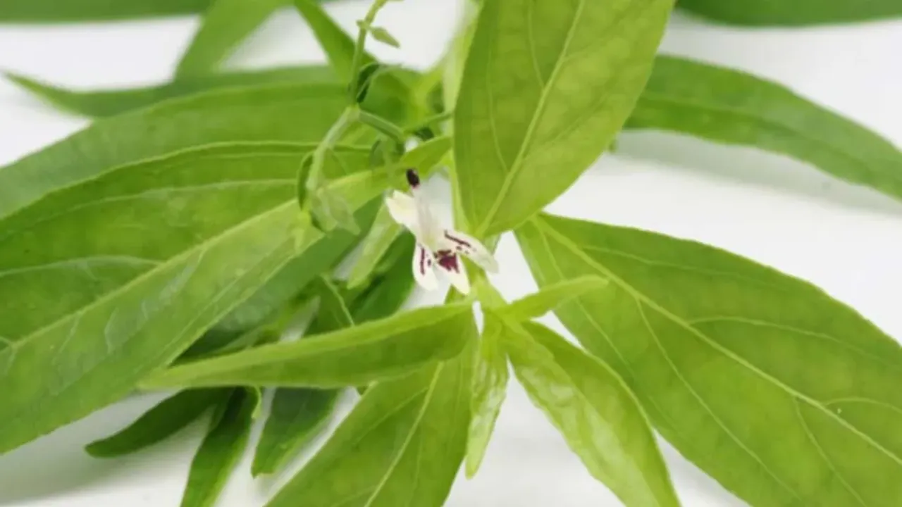 Chirata Benefits: తక్కువ ధరకు దొరికే ఈ ఆకుతో షుగర్‌ మాయం అవుతుందా..?
