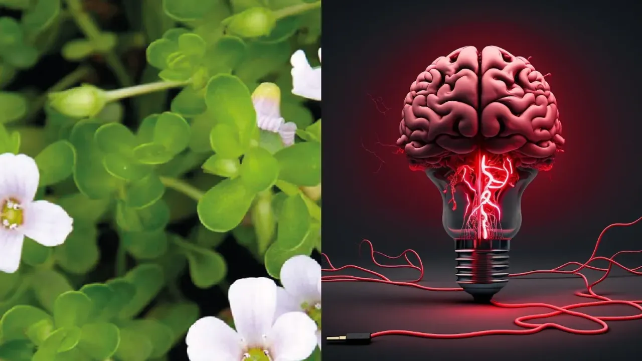 Brahmi leaves: ఉదయాన్నే ఇది తింటే జ్ఞాపకశక్తి రెట్టింపు ఖాయం