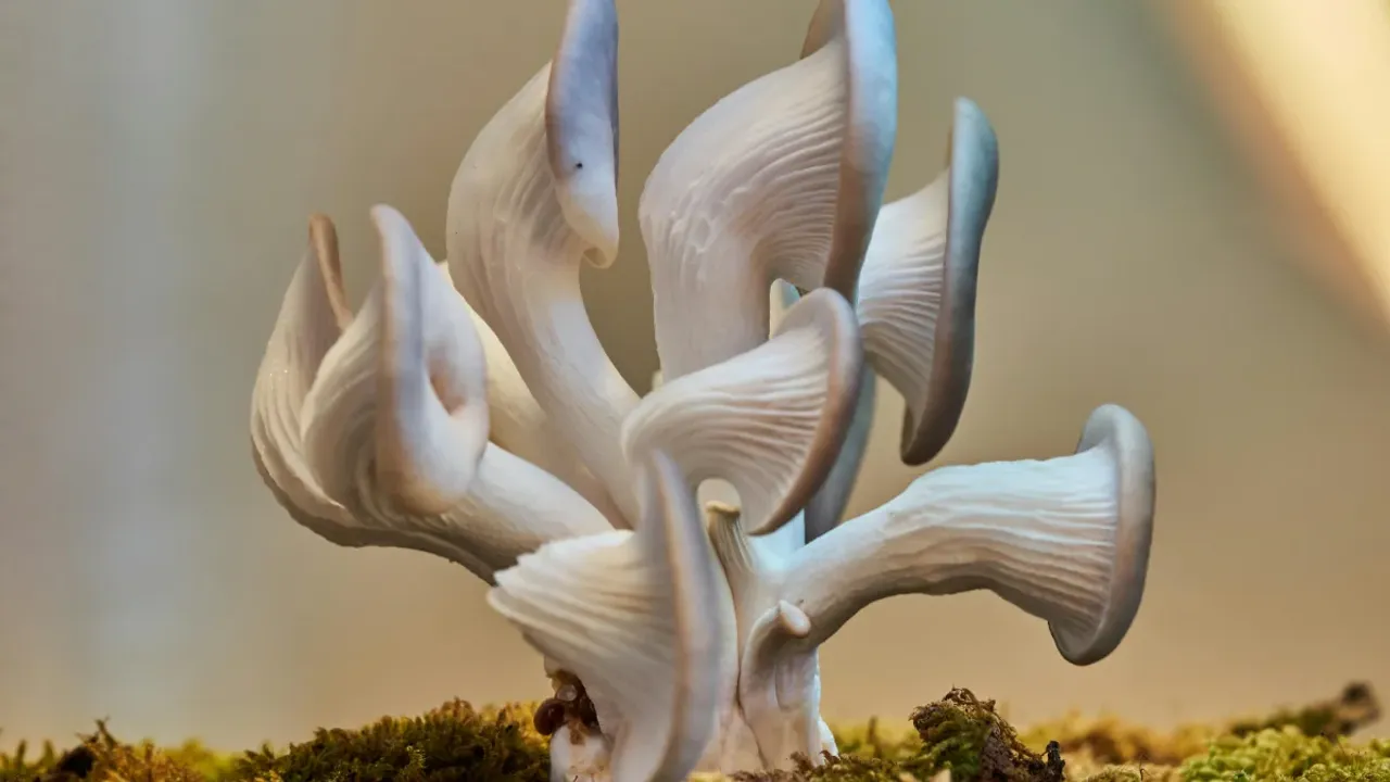 Oyster Mushroom : ఈ ఫుడ్ నాన్‌వెజ్‌కి ఏ మాత్రం తీసిపోదు.. వెజిటేరియన్స్‌కి బెస్ట్ ఛాయిస్