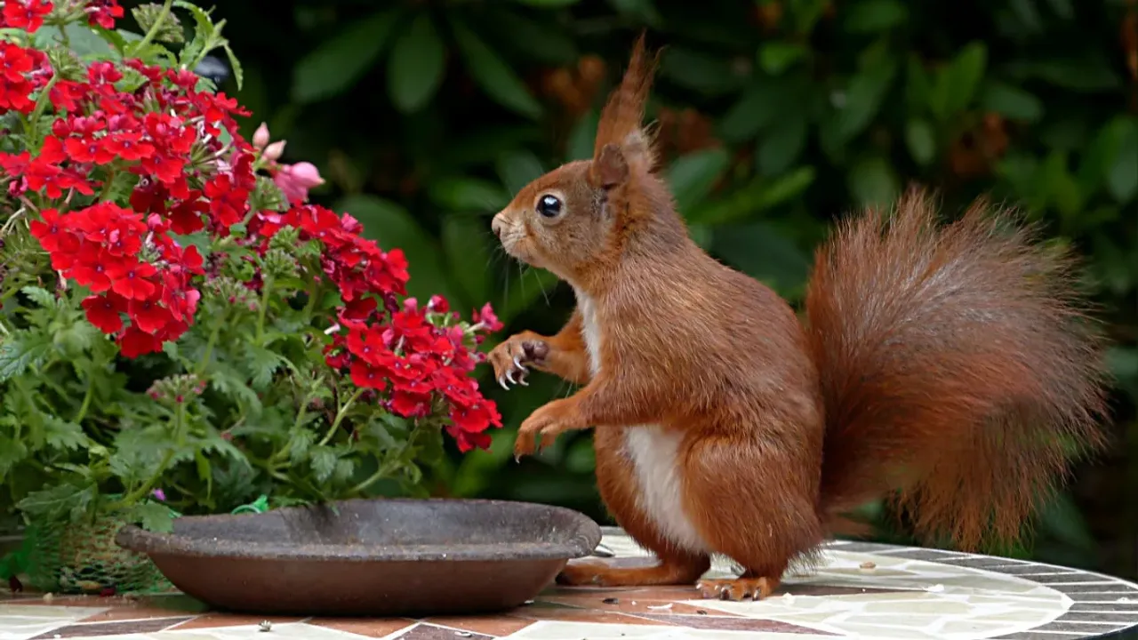 Squirrels: అంతరించిపోతున్న ఉడతలు.. ఫారెస్ట్ అధికారులు ఏం చేశారంటే..?