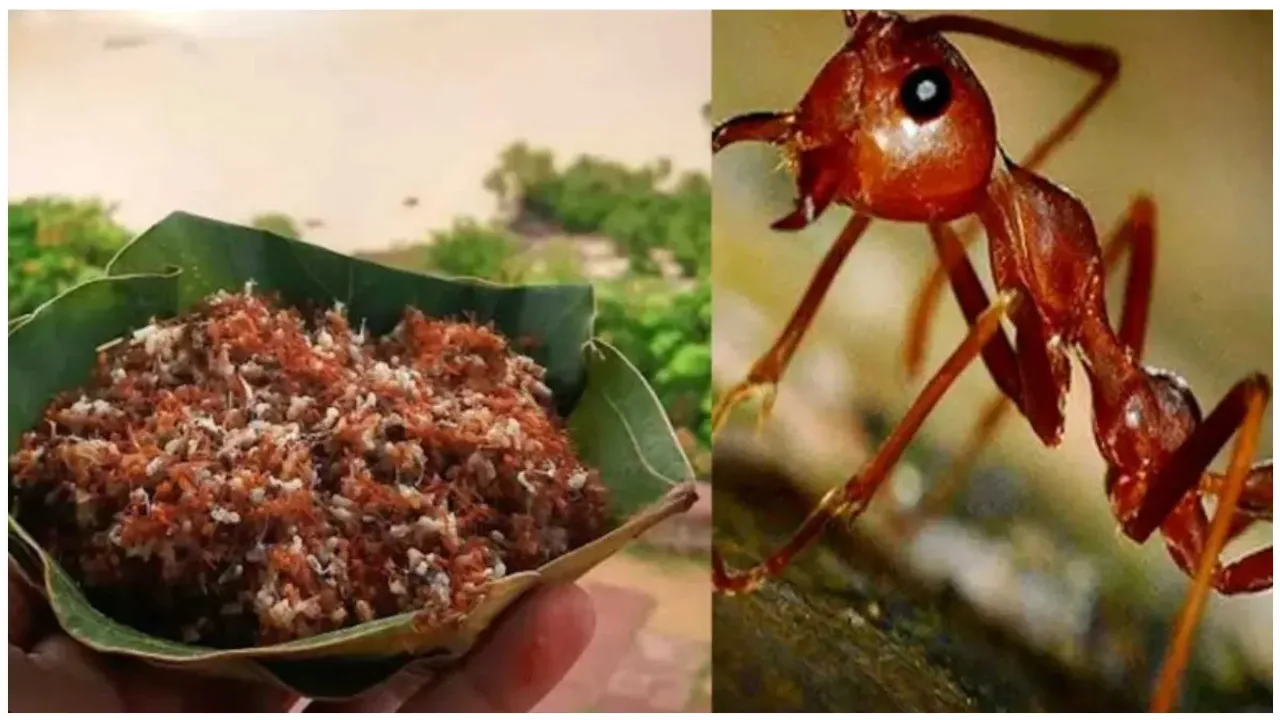 Red Ant Chutney : ఎర్ర చీమల చట్నీకి జీఐ ట్యాగ్..ఇక మీదట మనమూ తినొచ్చు
