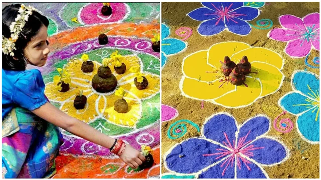 Sankranthi 2024: సంక్రాంతికి  రంగరంగుల ముగ్గులు, మధ్యలో గొబ్బెలు.. కారణమేంటో తెలుసా?