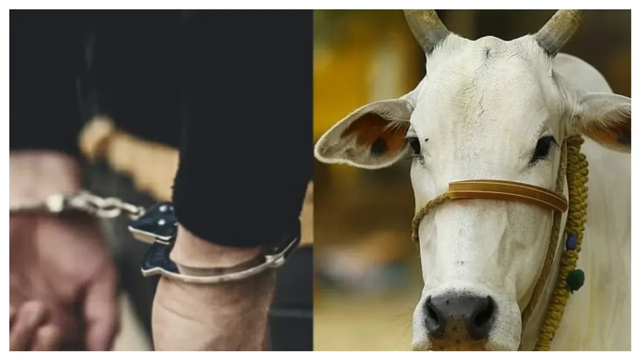 Man Rapes Cow : ఛీ..ఛీ అసలు వీడు మనిషేనా.. ఆవుపై అత్యాచారం చేశాడు..