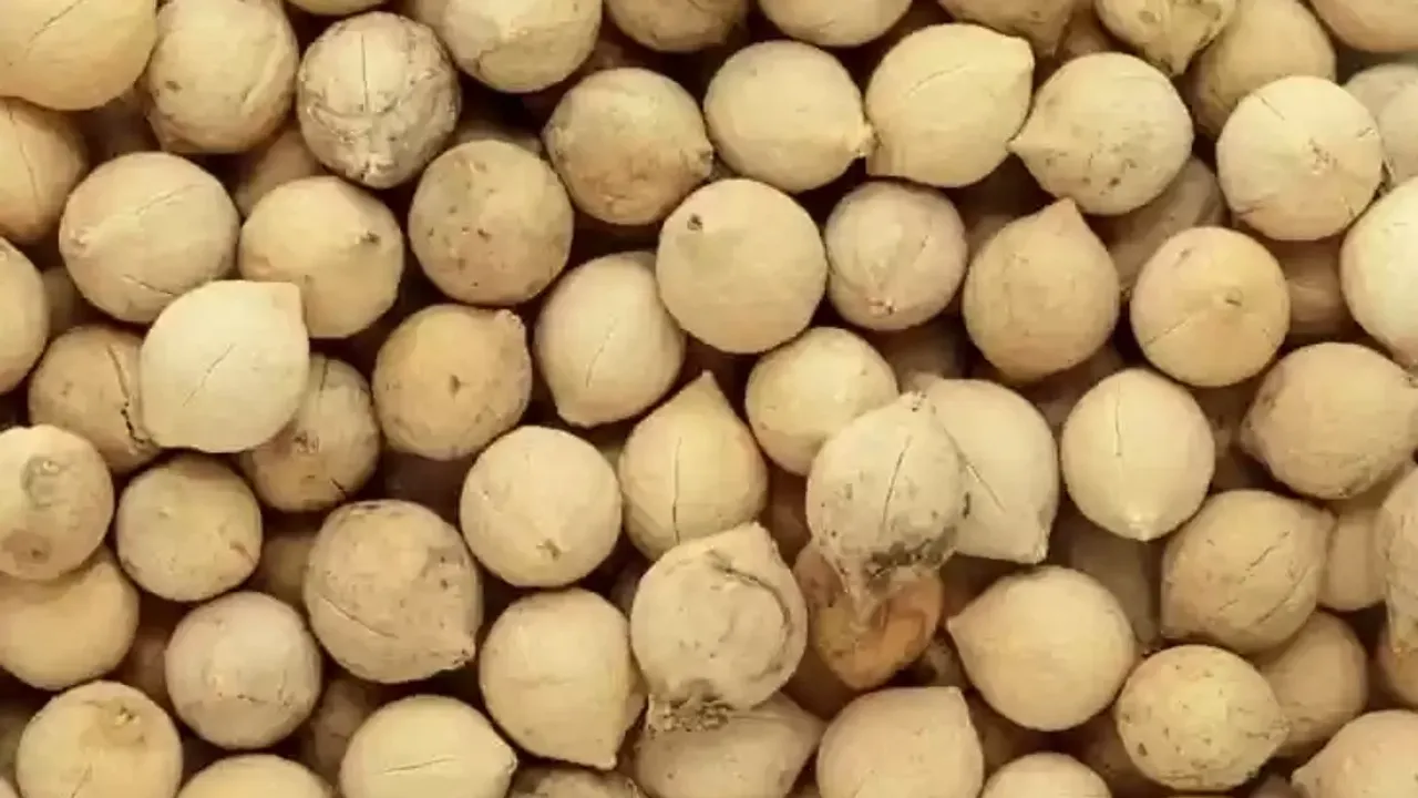 Putrajivak Benefits: సంతానం కోసం ఎక్కడికీ తిరగాల్సిన పని లేదు..పుత్రజీవక్‌ని ఒక్కసారి ట్రై చేయండి!!