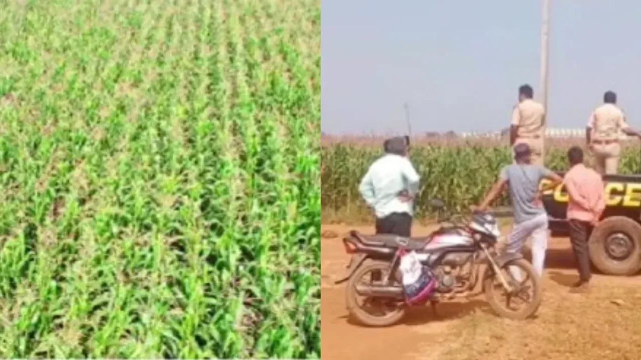 Viral Video :  మొక్కజొన్న తోటలో డ్రోన్ల చక్కర్లు...అత్యాచార నిందితుడి కోసం గాలింపు..!!