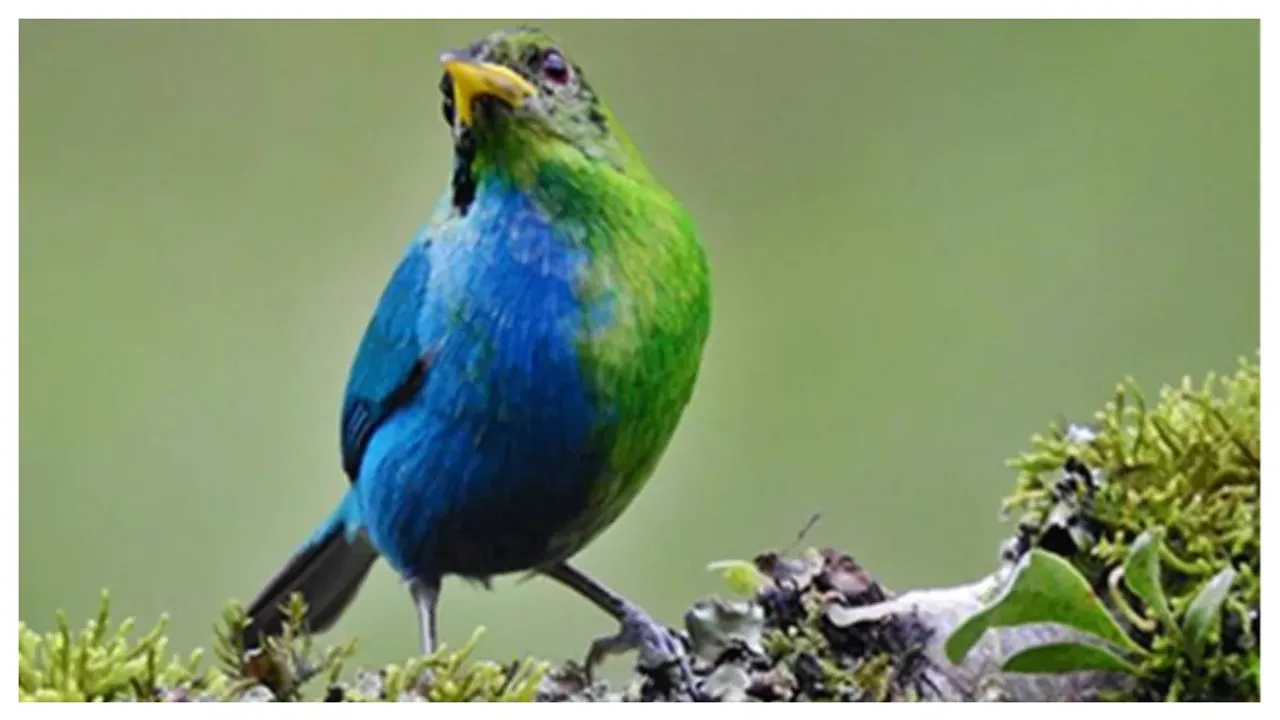 Rare Half FemaleHalf Male Bird: అరుదైన సగం మగ, సగం ఆడ పక్షిని కనుగొన్న శాస్త్రవేత్తలు