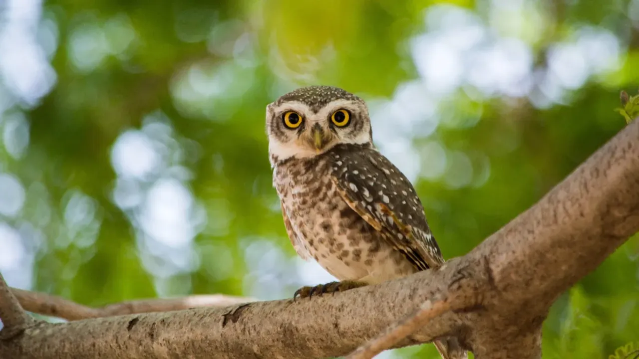 Owl Photos: ఇంట్లో గుడ్లగూబ ఫొటోలు ఉంటే అశుభమా? అసలు విషయాన్ని తెలుసుకోండి!