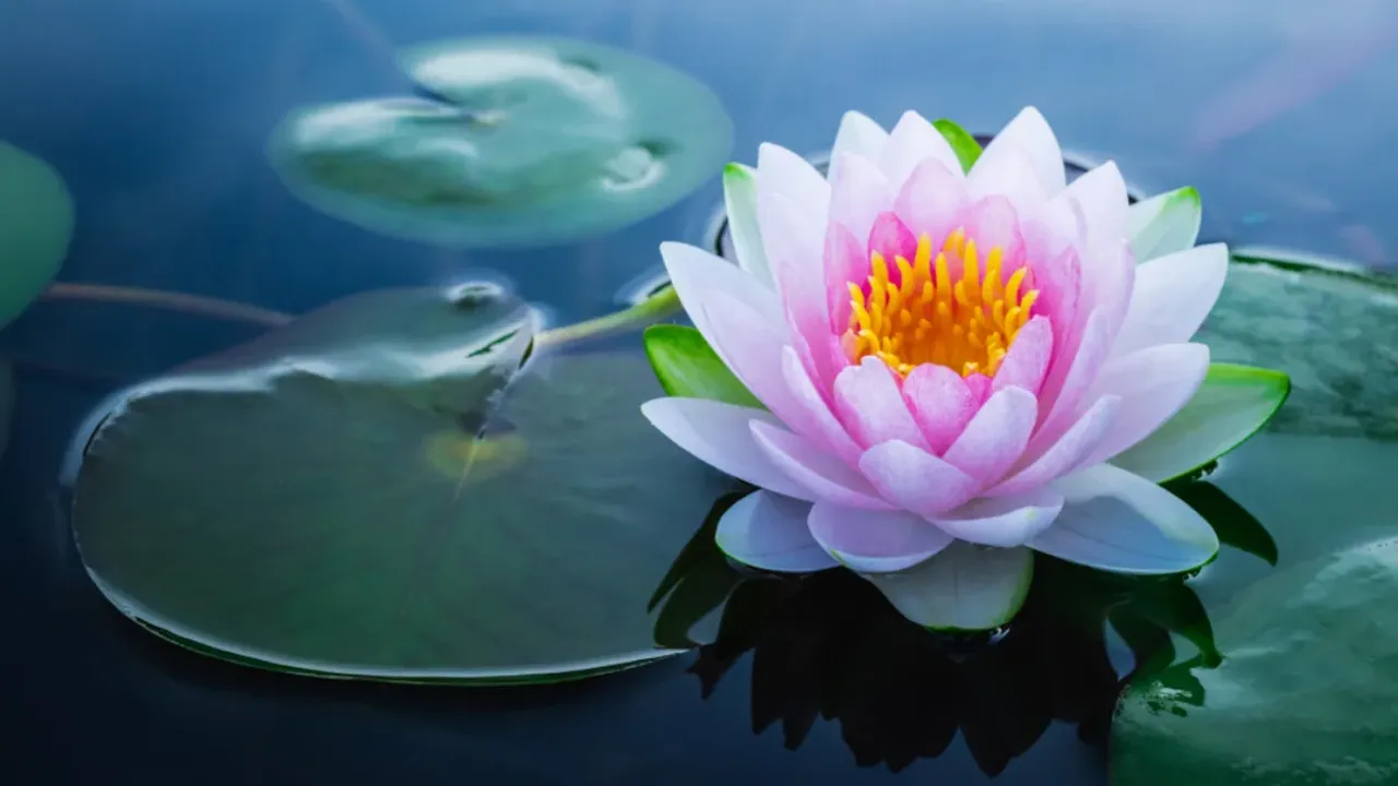 Lotus Flower : మీ జుట్టు రాలుతోందా?.. ఈ పువ్వు తింటే ఇక నో ప్రాబ్లమ్‌