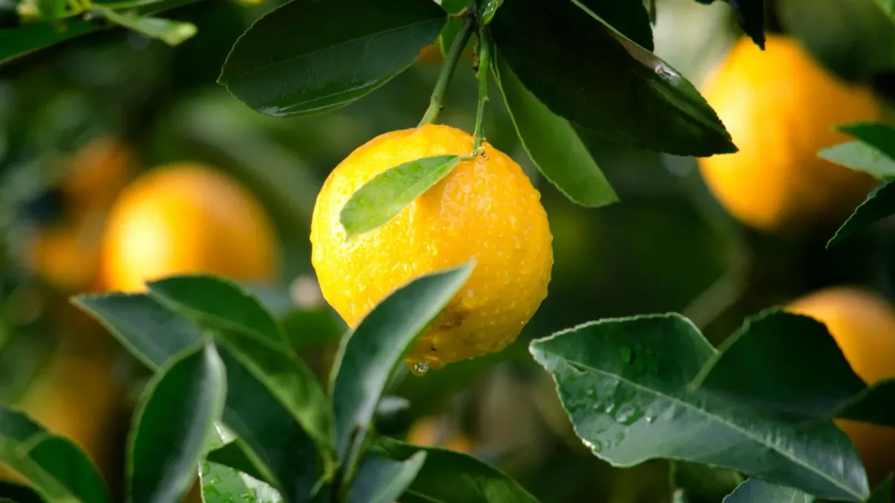 Lemon: నిమ్మకాయను ఎక్కువగా తీసుకుంటే ఈ సమస్యలు తప్పవు