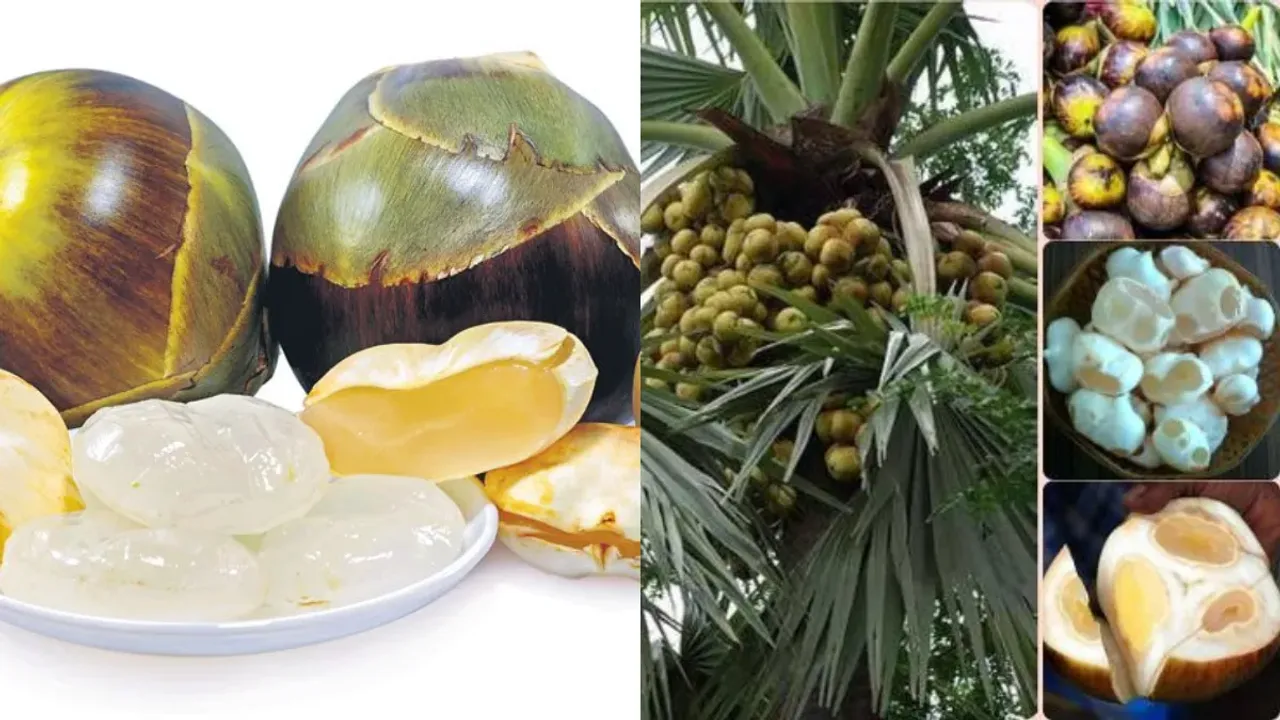 Palmyra Palm: తాటిముంజల లాభాలు తెలుసా?.. వేసవిలో ఎంతో ఉపయోగకరం