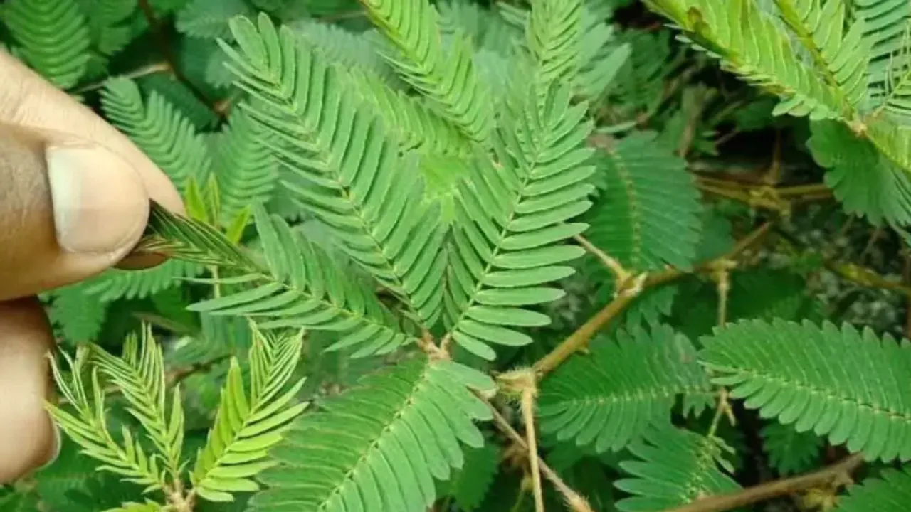 Attipa Plant: అందుకే ఆ మొక్క పేరు సిగ్గాకు.. దీని ఆకులు తింటే ఆ కోరికలు ఆగనే ఆగవట!