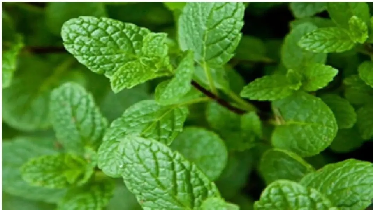 Mint Leaves: ప్రతిరోజూ పుదీనాతో చేసిన వంటకాలు తింటున్నారా? ఈ ఆర్టికల్ మీకోసమే!