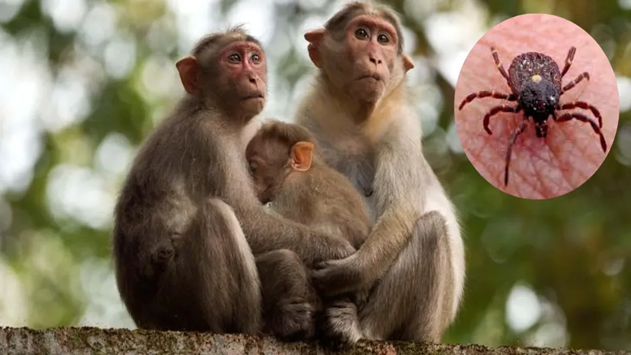 Monkey fever: మంకీ ఫీవర్‌ కలకలం.. ఆ రాష్ట్రంలో ఇద్దరు మృతి