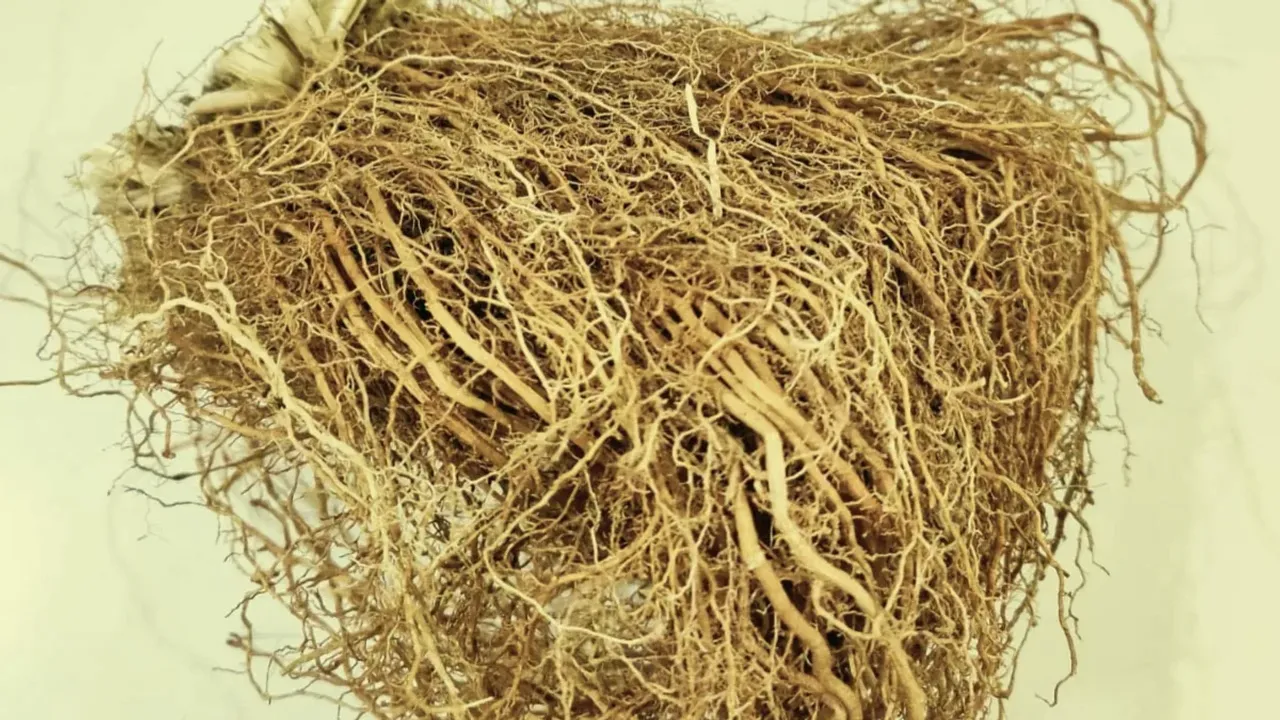 Vetiver Benefits: వేసవి తాపాన్ని తగ్గించే వట్టివేరు ఉపయోగాలు తెలుసా?
