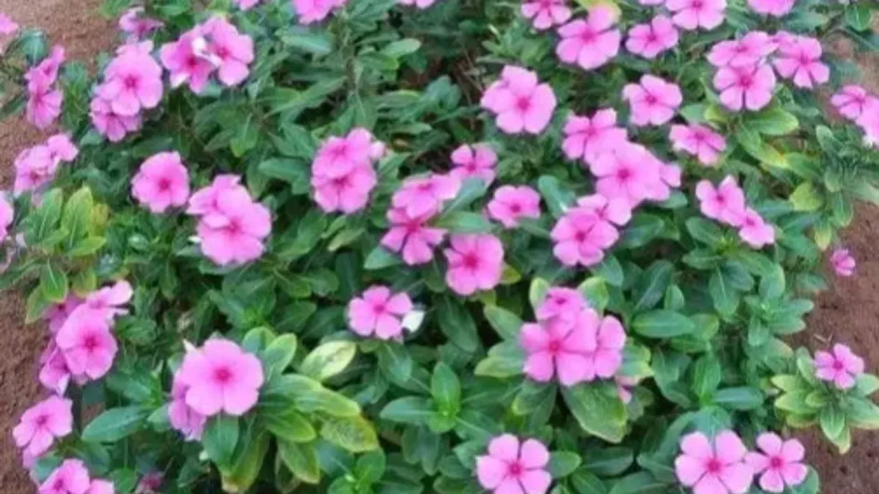 Nitya Kalyani flower: నిత్య కల్యాణి పువ్వులో ఇన్ని ఔషధ గుణాలు ఉన్నాయా?..ఎలా ఉపయోగించాలి?