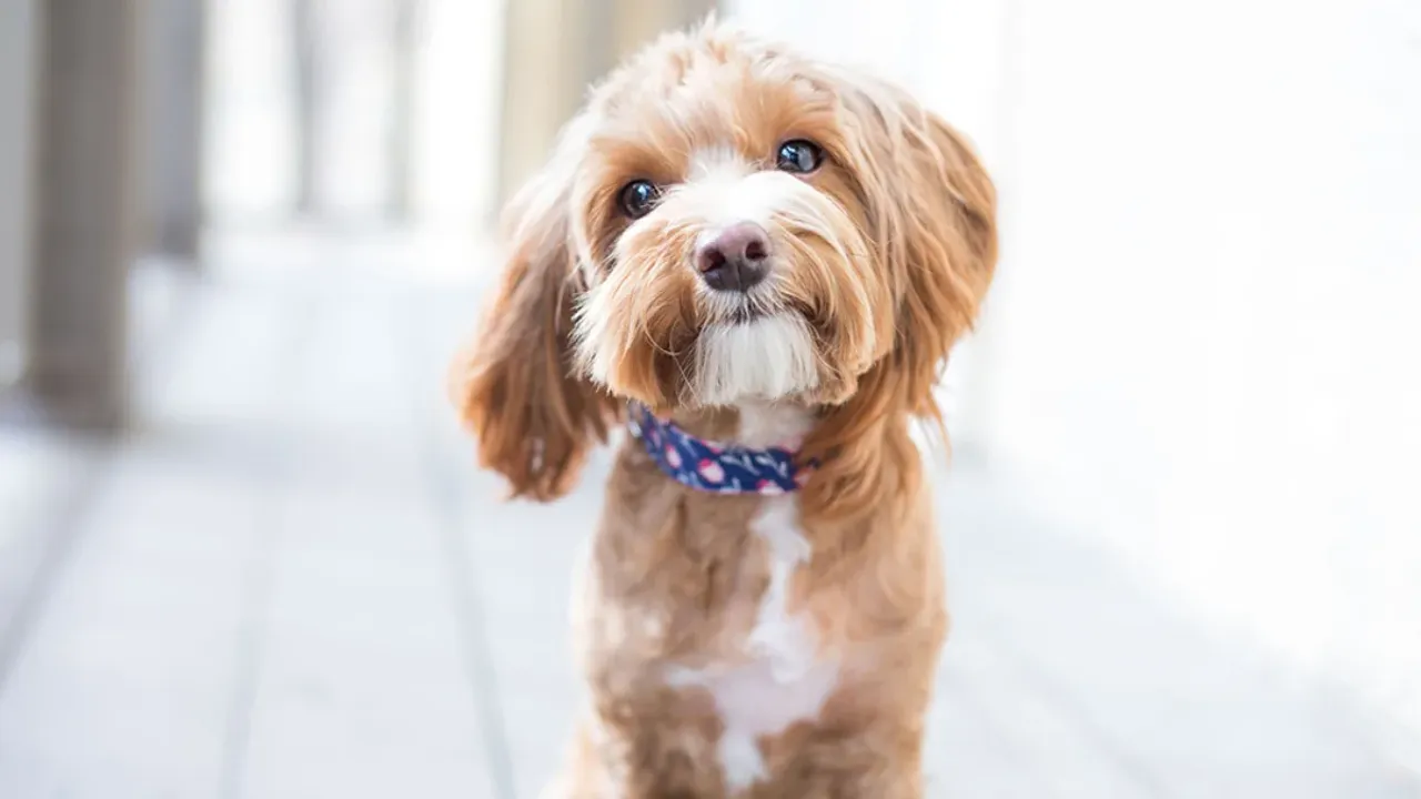 Dog Hair Loss: మీ పెట్ జుట్టు రాలిపోతోందా? ఇలా చేస్తే సరి