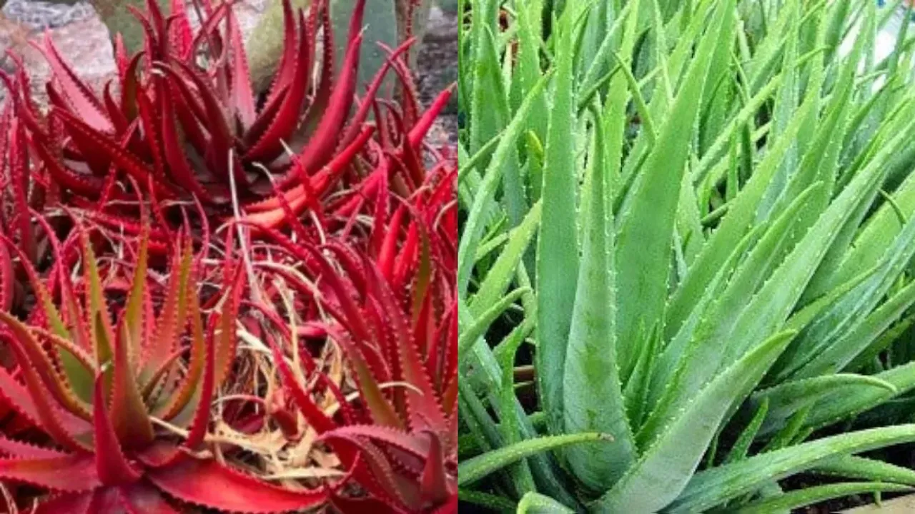 Red Aloe Vera : ఆకుపచ్చ కలబంద కంటే ఎరుపు కలబంద బెటరా?..నిపుణులు ఏమంటున్నారు?