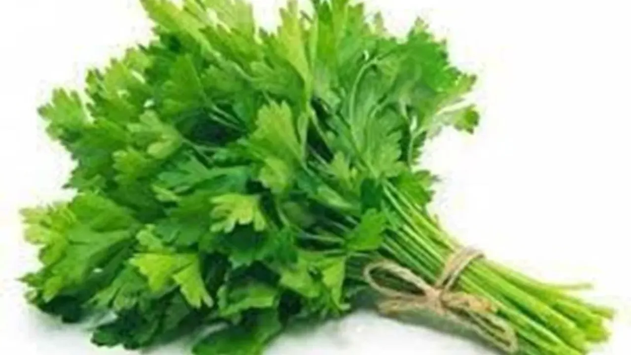 Coriander: కొత్తిమీరను రోజూ ఆహారంలో భాగం చేసుకుంటే జరిగేది ఇదే