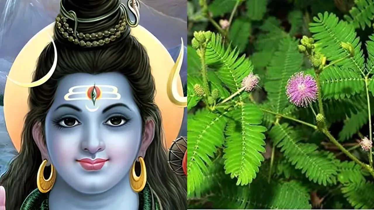 Maha Shivratri 2024: మహాశివరాత్రి రోజు ఈ 4 మొక్కలు ఇంటికి తెచ్చుకుంటే వద్దన్నా డబ్బే