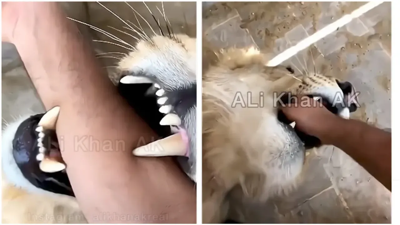 Lion Bite : సింహం నోట్లో చేయిపెట్టిన యువకుడు.. మూడు పళ్లతో అదిమిపట్టిన మృగం!