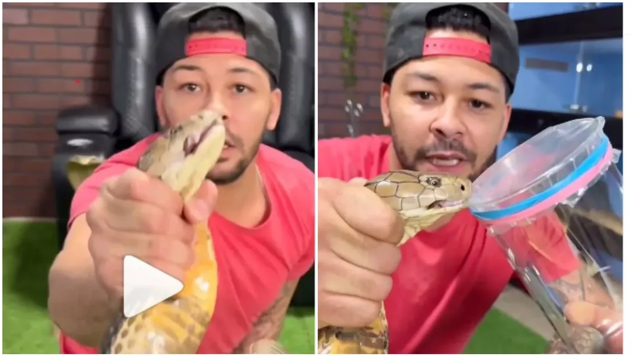 King Cobra: పాముతో భయంకరమైన సాహసం.. వీడియో చూస్తే దడుసుకుంటారు!