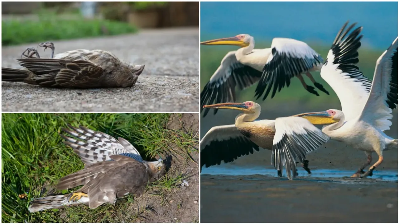 Birds Suicide: ఆ గ్రామంలో ఆత్మహత్య చేసుకుంటున్న పక్షులు.. సేమ్ టైమ్, సేమ్ ప్లేస్!