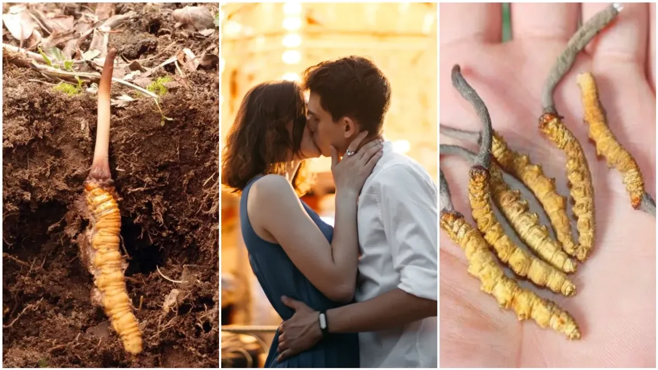 Viagra: గొంగళి పురుగుల నుంచి వయాగ్రా.. ప్రపంచ మార్కెట్ లో భారీ డిమాండ్!