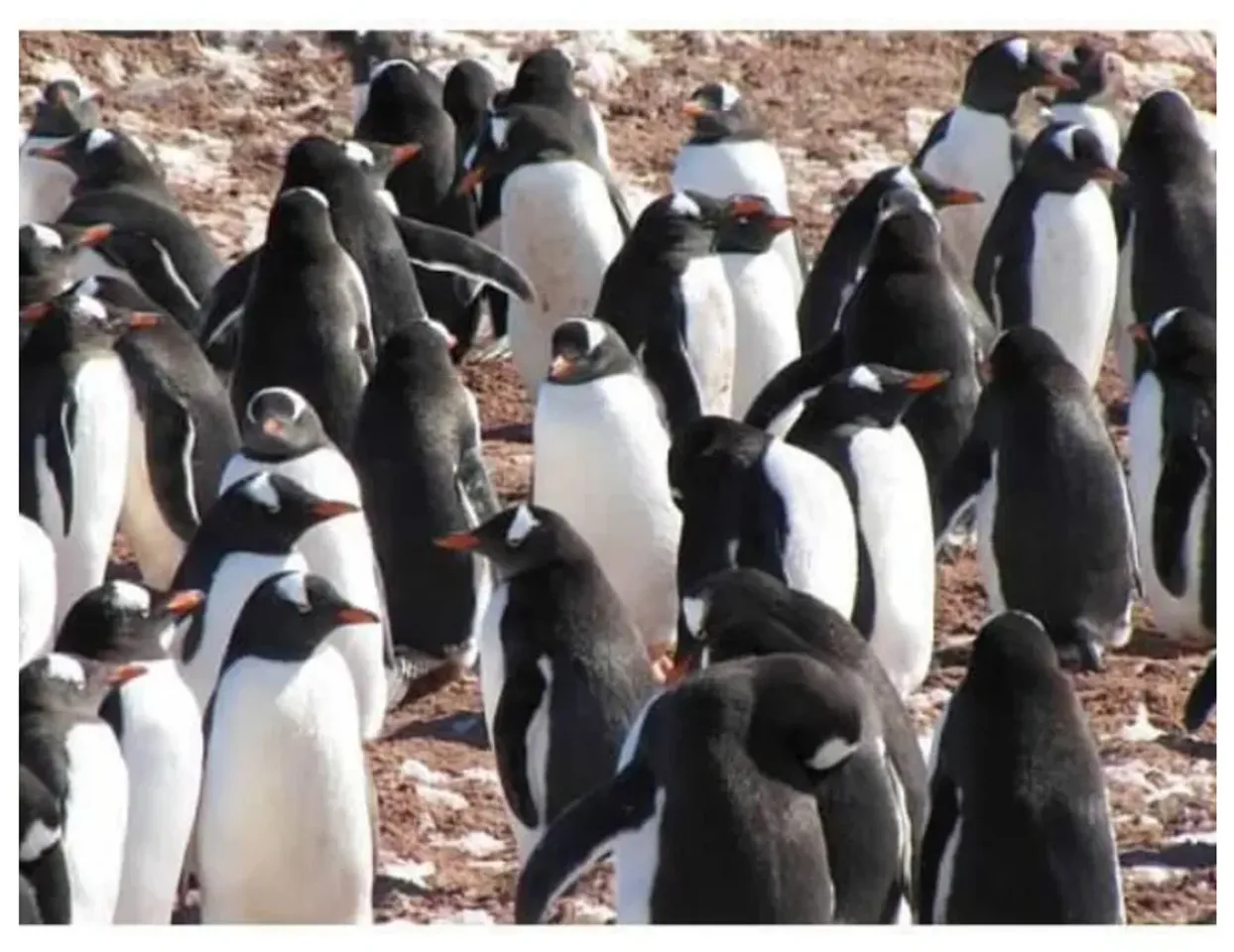 Antarctica: ప్రమాదంలో అంటార్కిటికా!