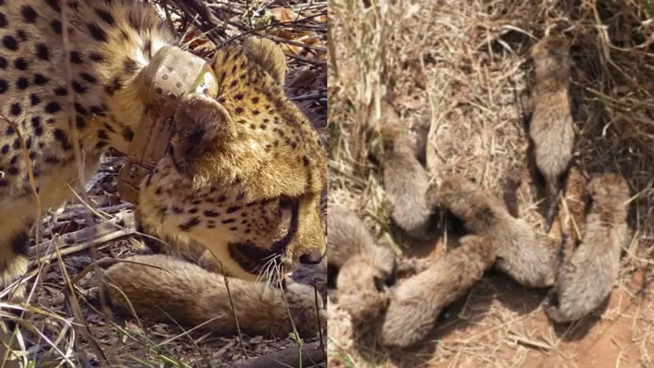 Cheetah: చరిత్రలో గామిని రికార్డ్.. 5 కాదు 6 పిల్లలకు జన్మనిచ్చిన చిరుత..!