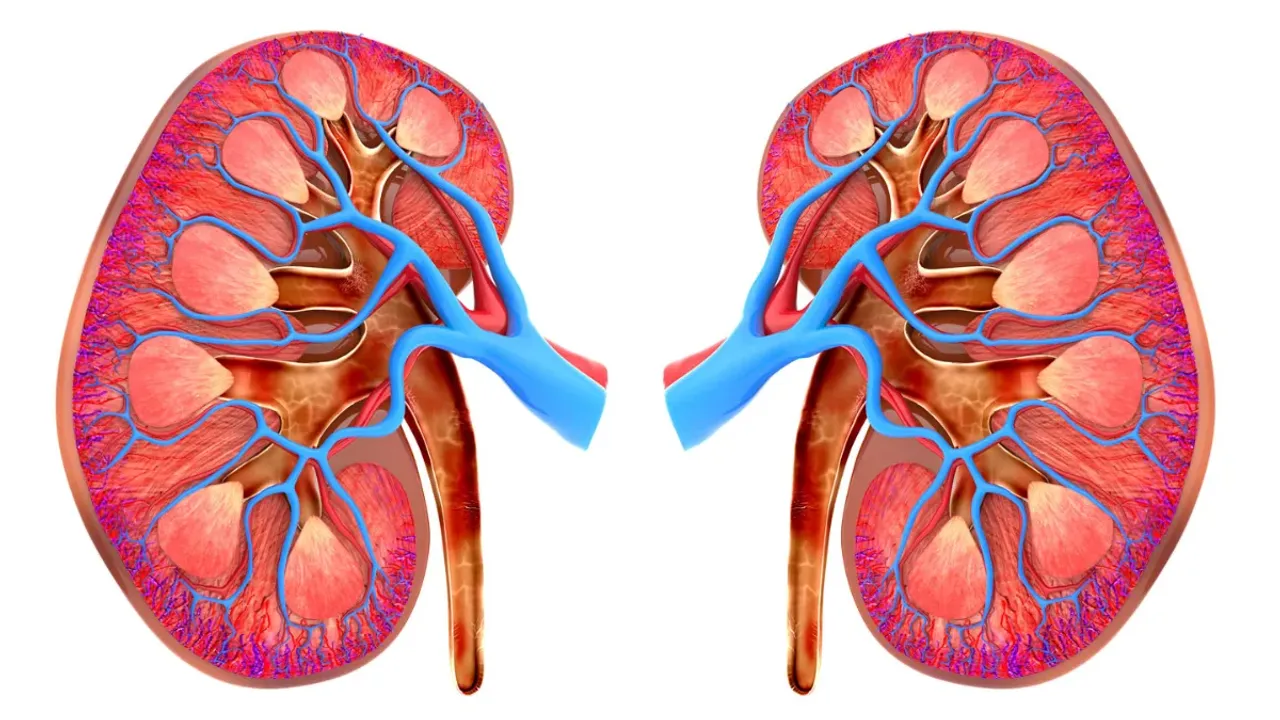 Kidney Disease: ఈ సమస్యలను లైట్‌ తీసుకుంటే కిడ్నీలు పోయే ప్రమాదం