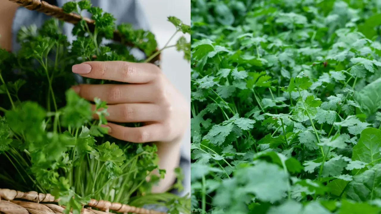 Kitchen Tips: ఇలా చేస్తే కొత్తిమీర రెండు వారాలైనా పాడుకాదు..తాజాగా ఉంటుంది