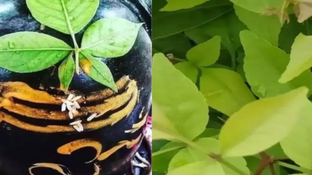 Bilva Patram : శివపూజకు మాత్రమే కాదు.. ఆరోగ్యానికి కూడా ఎంతో మేలు చేసే బిల్వ పత్రం!