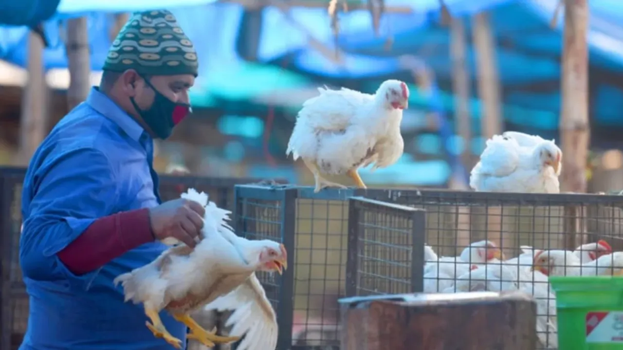 Bird Flu : కేరళలో బర్డ్ ఫ్లూ కలకలం..తమిళనాడులో హై అలర్ట్..!