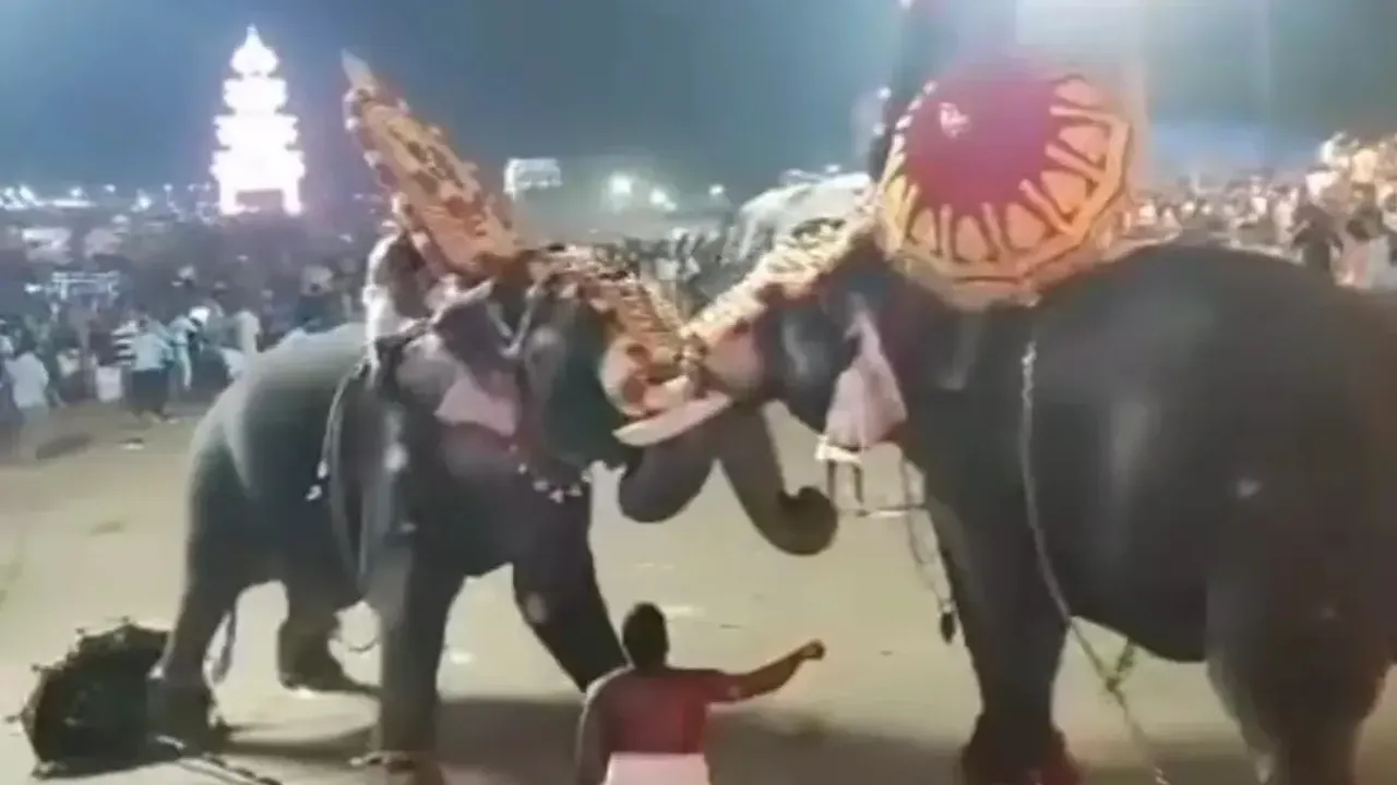 Watch Video : జాతరలో కలకలం.. పొట్టుపొట్టు కొట్టుకున్న ఏనుగులు