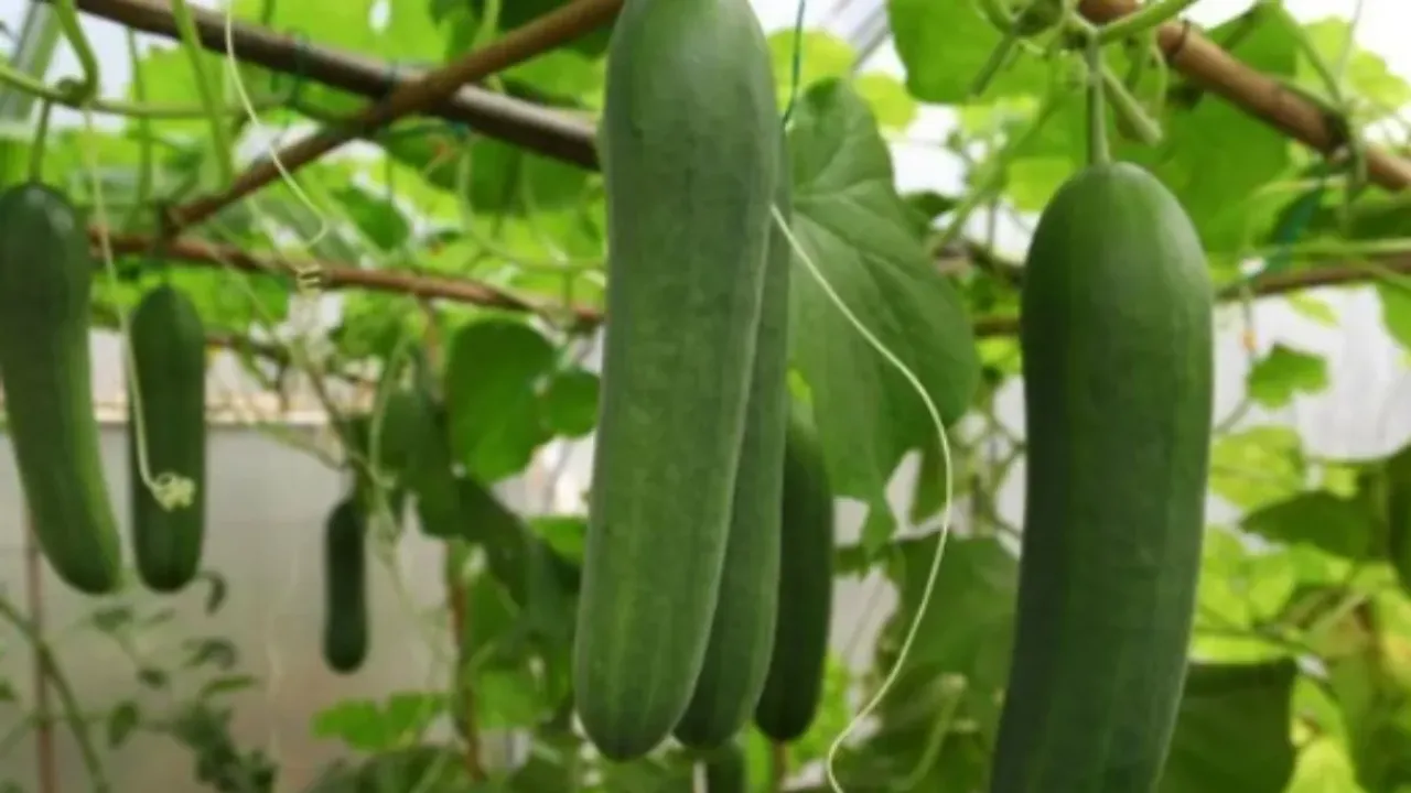 Summer Tips : కీరా తినేటప్పుడు ఈ పొరపాట్లు చేస్తున్నారా? అయితే జాగ్రత్త!
