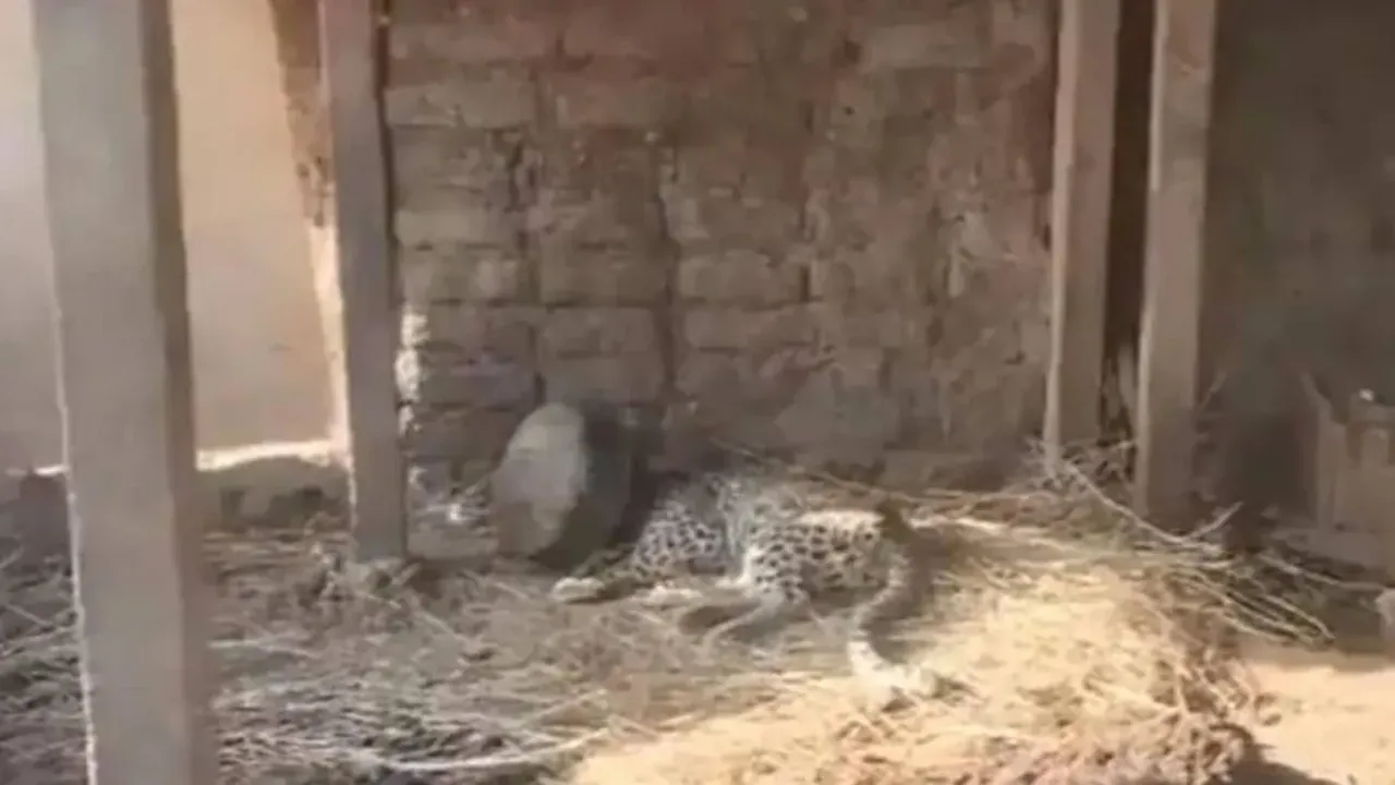 Leopard: ఎరక్కపోయి.. ఇరుక్కుపోయిన చిరుత.. ఎలా రక్షించారంటే.. 