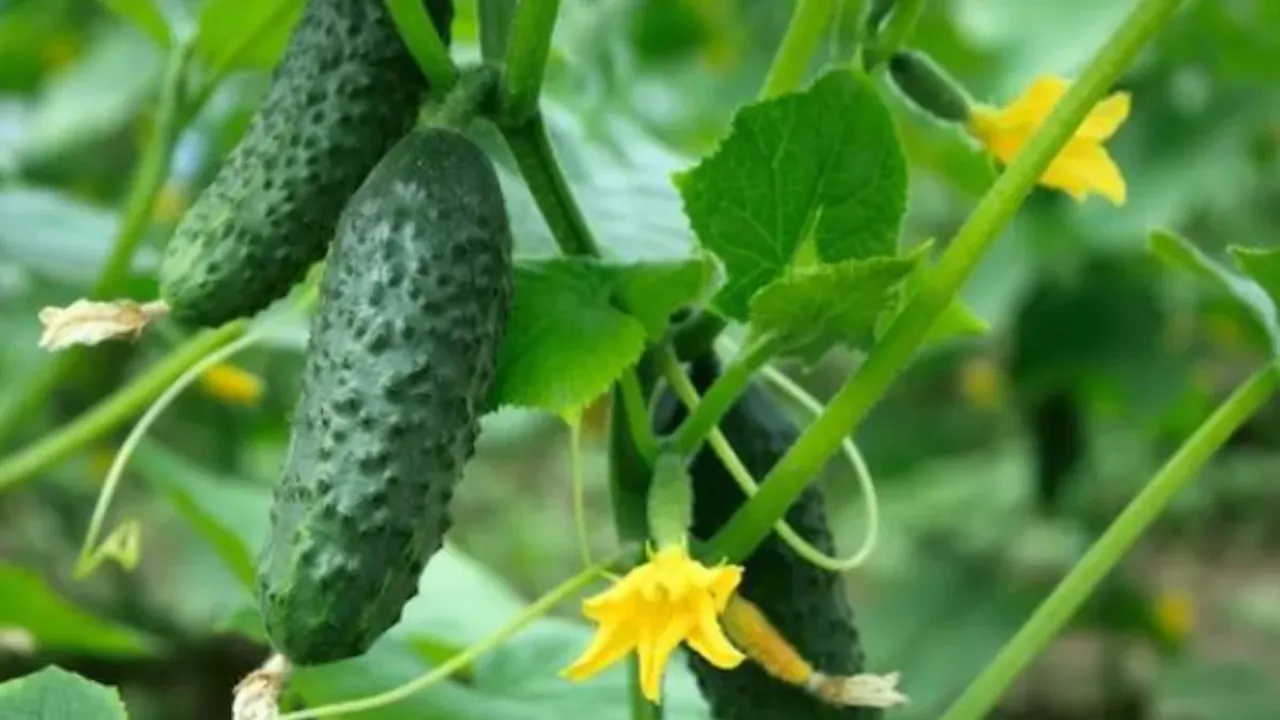 Health Tips : శరీరం నుంచి వేడిని తరిమికొట్టాలంటే.. ఆహారంలో వీటిని చేర్చుకుంటే సరి!