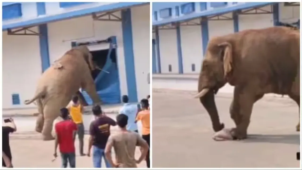 Watch: అసలే ఏనుగు...ఆకలేస్తే ఇట్లుంటది మరి..ఏకంగా గోడౌన్‎నే..!