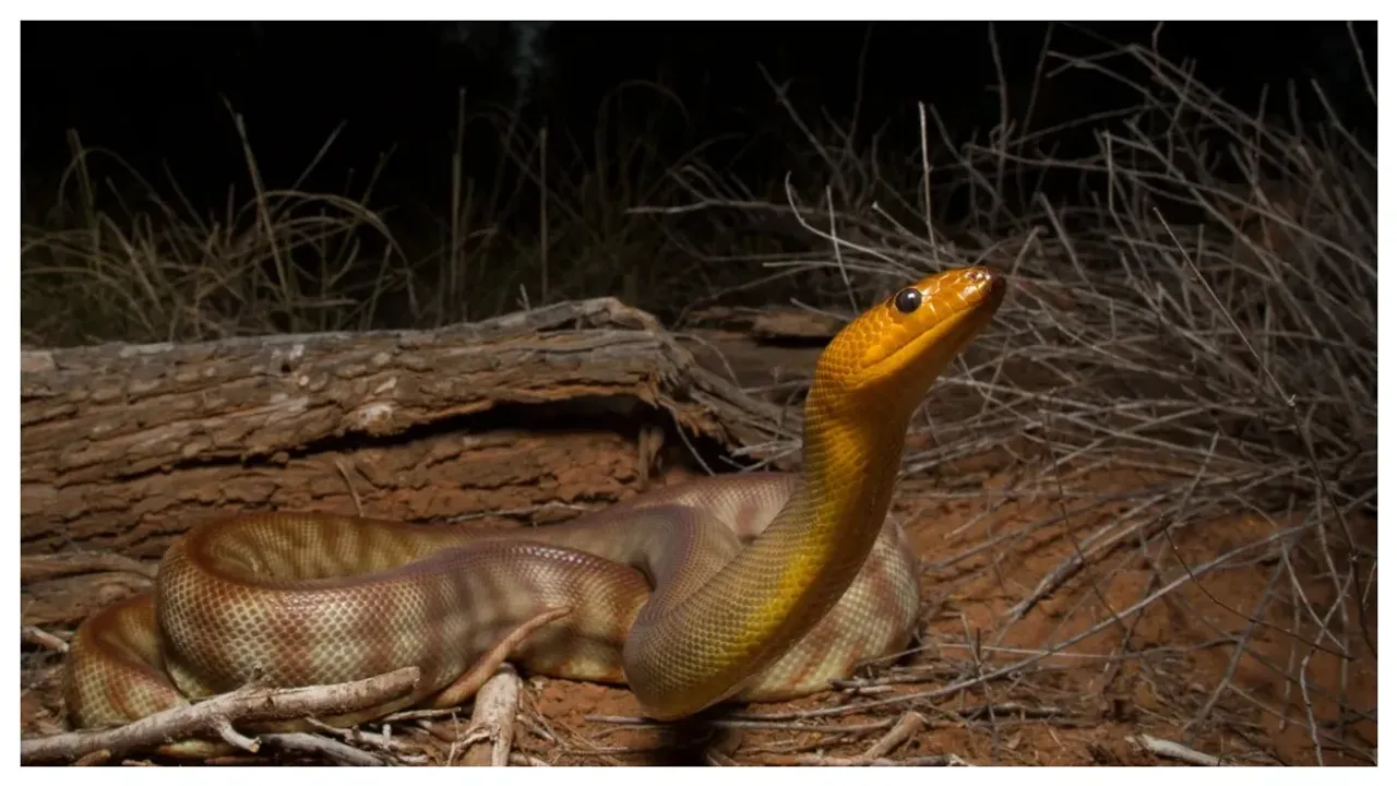 Snakes: పాములను ఆకర్షించే ఆరు చెట్లు!