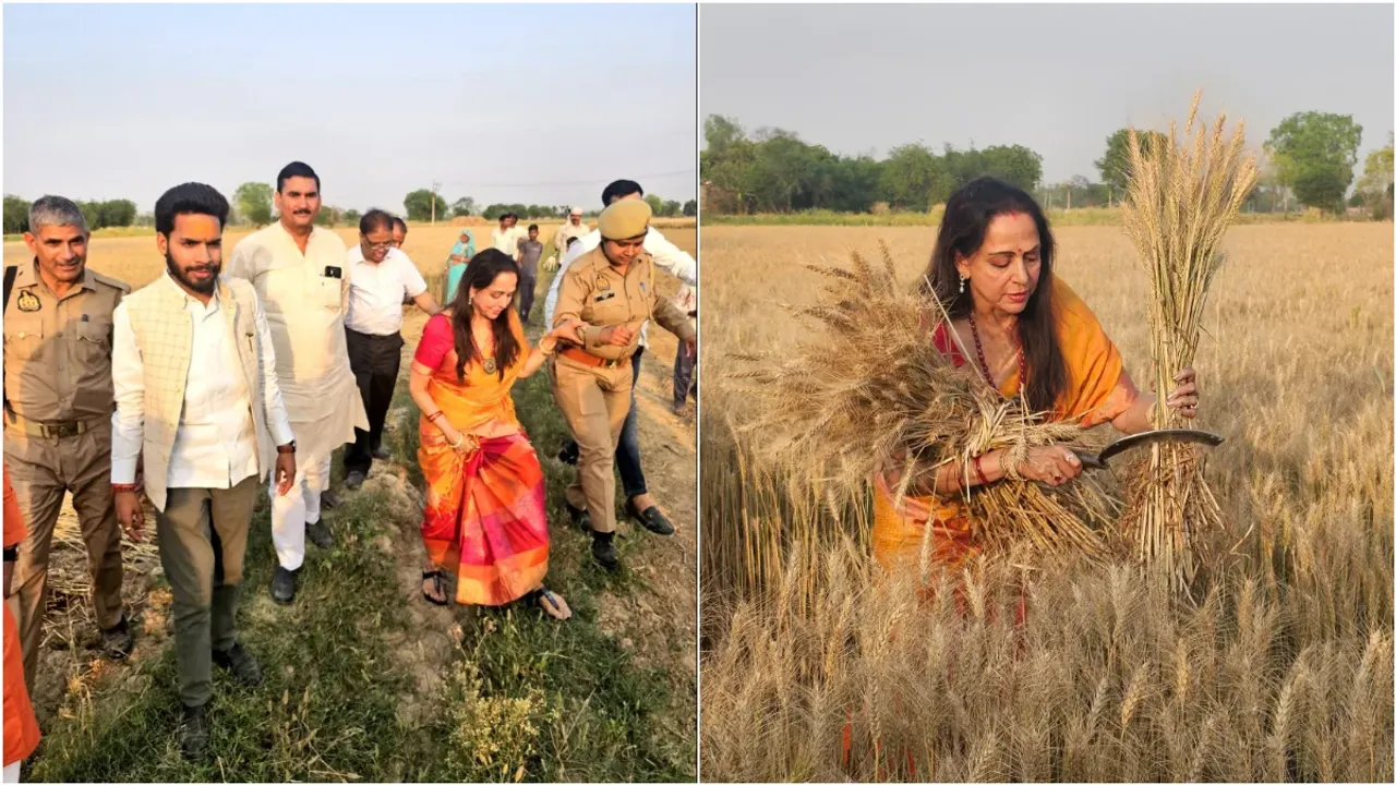 Hema Malini : హీరోయిన్ ఎన్నికల చిత్రం.. గోధుమపంట కోస్తూ.. ఓట్ల వేట!