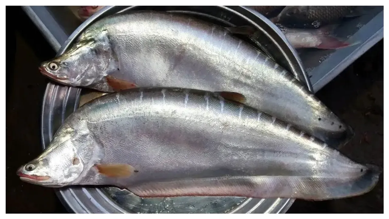 Fish Health Tips: చేపల్లో ఈ భాగం తిన్నారో ఇక అంతే!