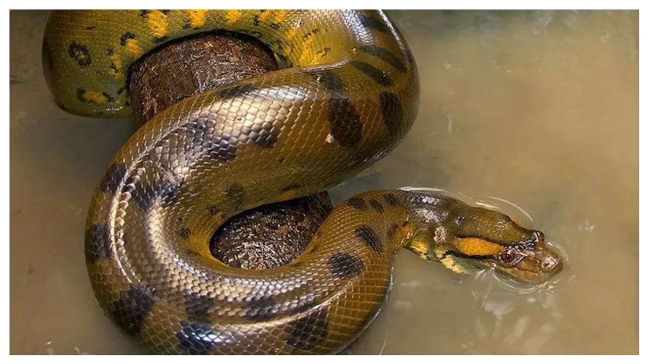 Largest Snake: ప్రపంచంలో అతి పెద్ద పాము ఏది? అది ఎక్కడ ఉంది?