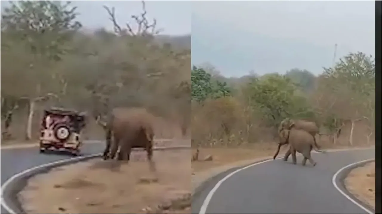 Mudumalai National Park: పార్క్‌లో పర్యాటకులకు దడ పుట్టించిన ఏనుగులు.. వీడియో వైరల్!