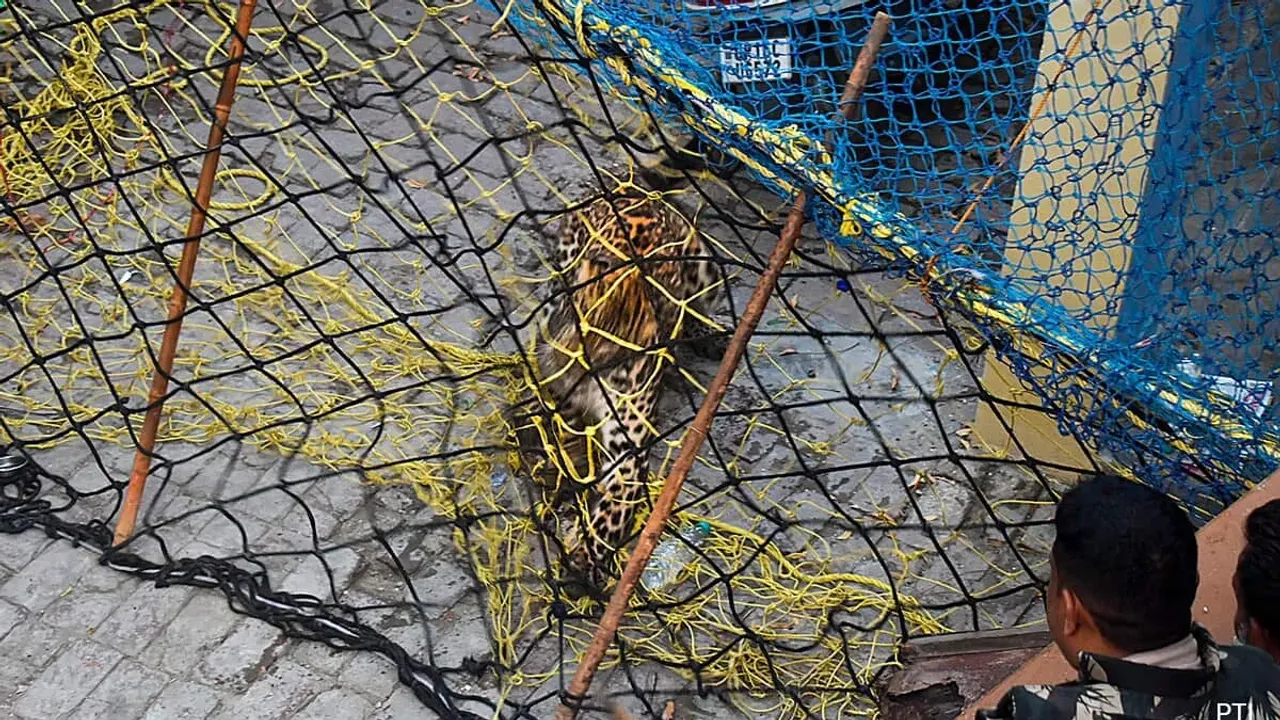 Leopard: ఇంట్లోకి ప్రవేశించిన చిరుత.. చివరికి