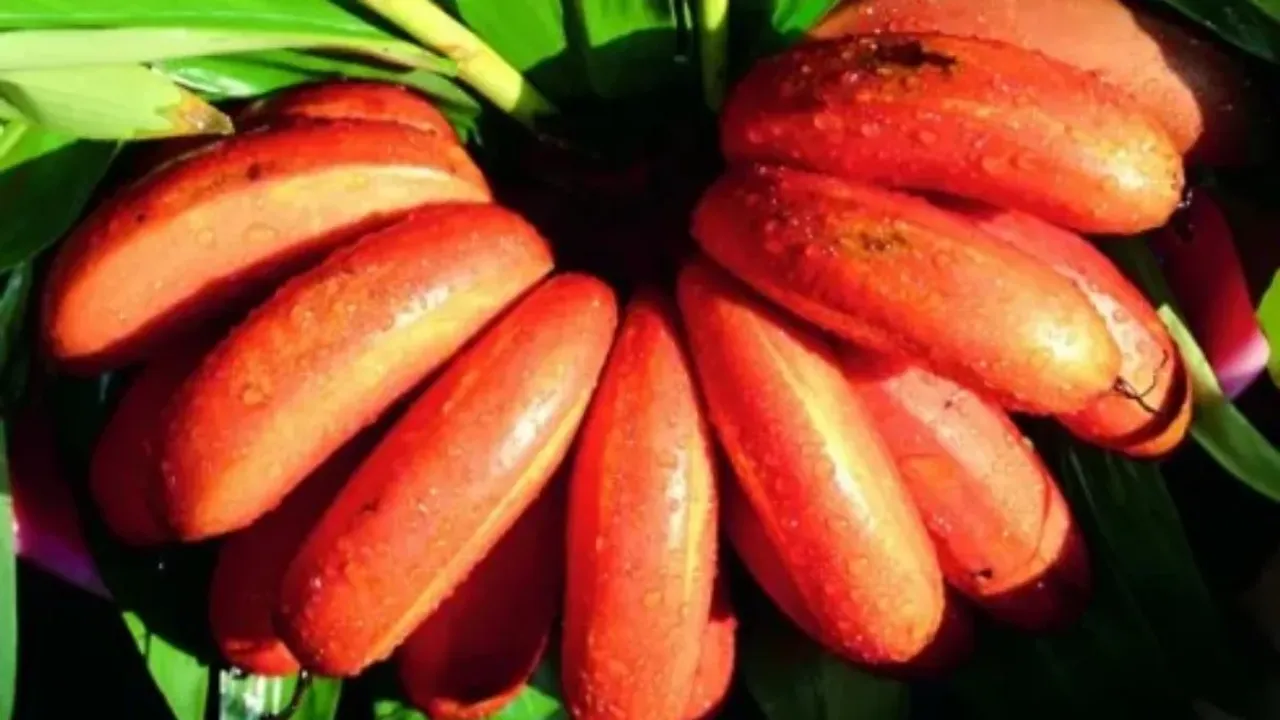 Red Banana: కిడ్నీలను కాపాడే ఎర్ర అరటిపండు..ఇంకా చాలా లాభాలు