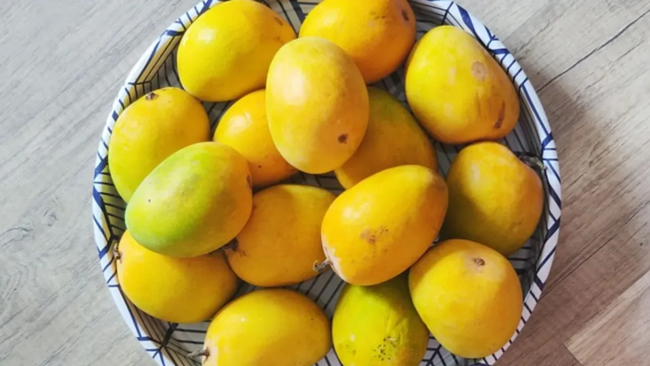 Mango Price : రికార్డు ధర పలుకుతున్న ఉలవపాడు బంగినపల్లి మామిడి!