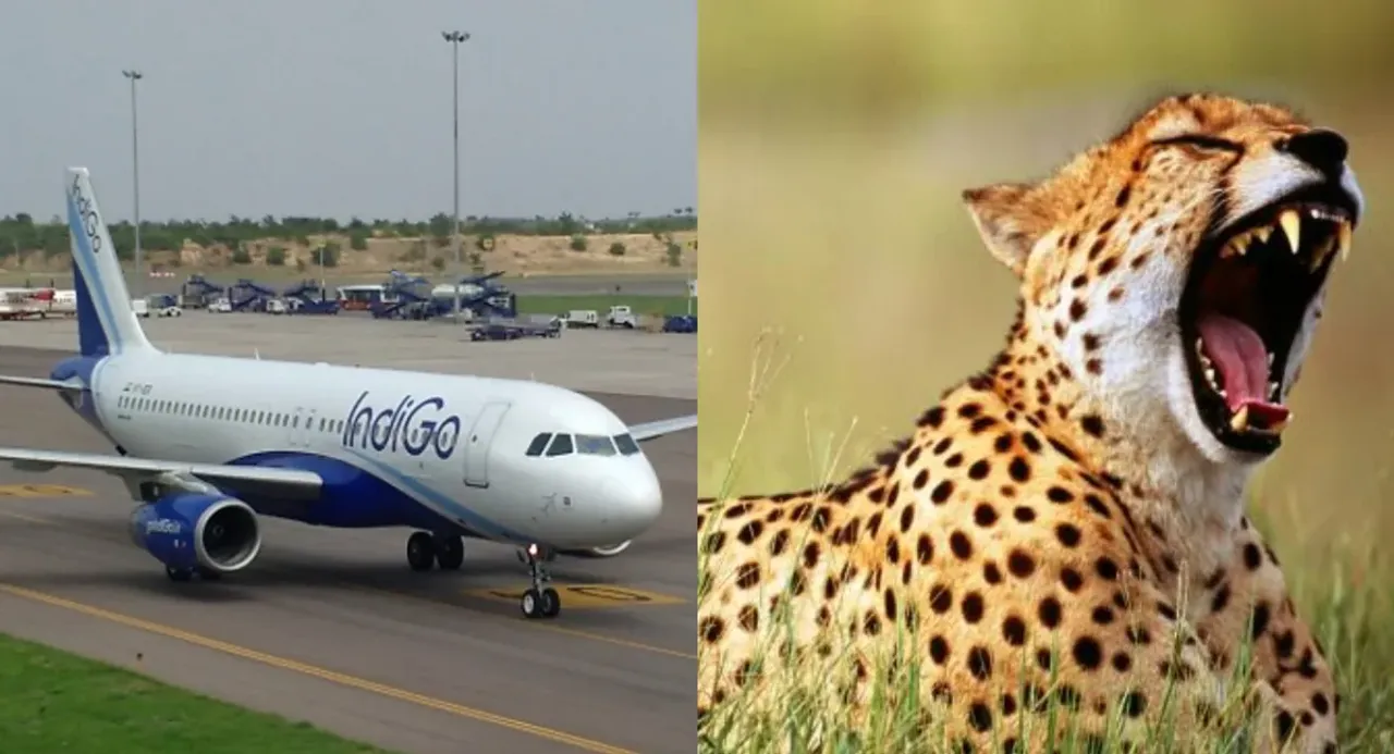 Shamshabad Airport: శంషాబాద్‌ ఎయిర్‌పోర్టు సమీపంలో చిరుత కలకలం..!