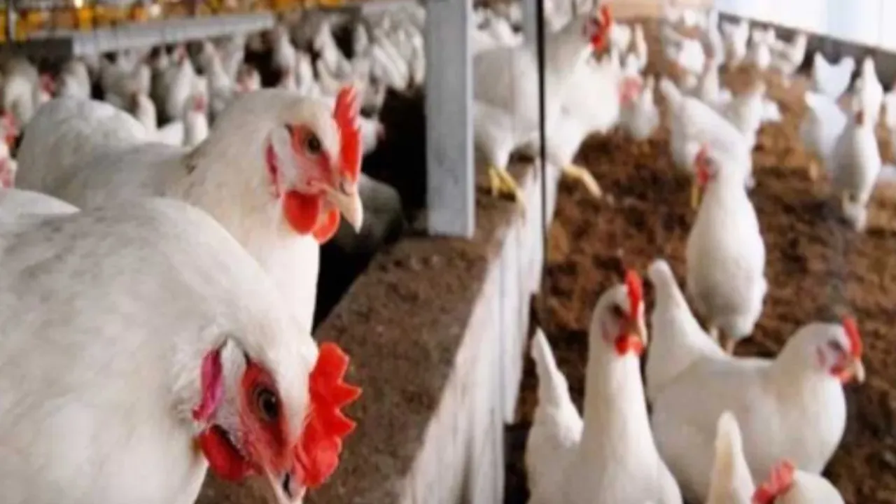 Bird Flu : వేగంగా విజృంభిస్తున్న బర్డ్‌ ఫ్లూ.. అక్కడ చికెన్‌ బంద్‌!
