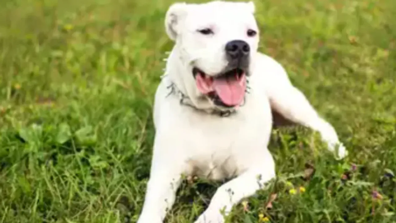 Dogs Ban: ఈ బ్రీడ్స్‌ పెంపుడు కుక్కలపై నిషేధం.. లిస్ట్ ఇదే!
