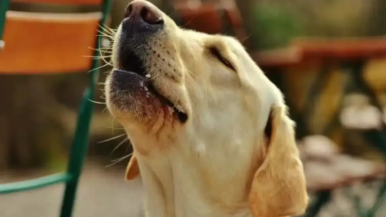 Dogs Cry: కుక్కలు రాత్రి పూట దెయ్యాలను చూసే ఏడుస్తాయా?..అసలు కారణం